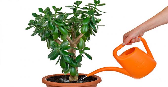Jade - una planta para el riego, que debe ser tratado con cuidado
