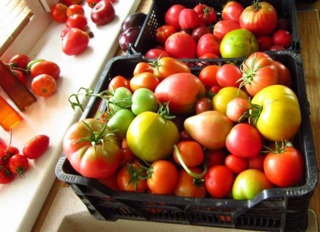tomates maduran (fermilon.ru)