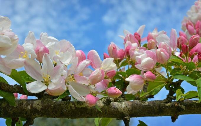 Flor de Apple - uno de los símbolos de la primavera vino!