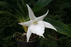 Coleccionistas de plantas - Angraecum. los secretos de crecimiento