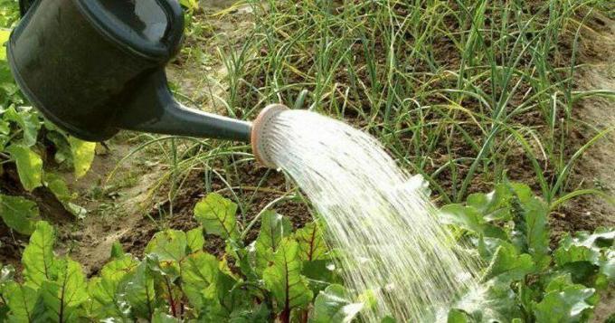 El amoníaco del agua - la salvación del gusano de alambre! Foto: telegra.ph