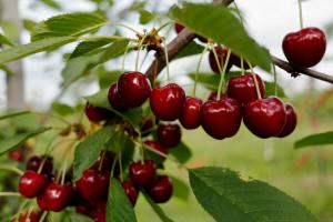Cómo alimentar a la cereza? Excelente cosecha sin problemas