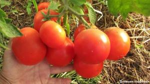 Aumentar el rendimiento y el número de ovarios en los tomates