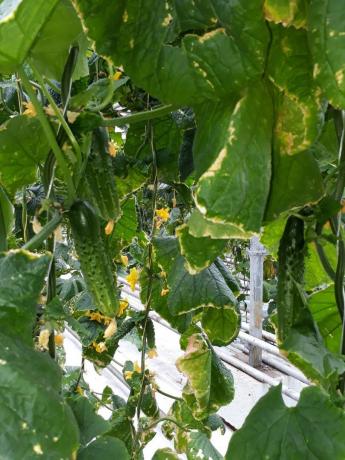Pepinos dan una buena pulverización de cultivo de boro