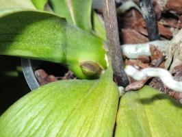 Diferencias raíz de la orquídea del pedúnculo