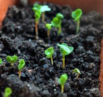 7 medios de lucha contra el moho sobre el sustrato con las plantas de semillero