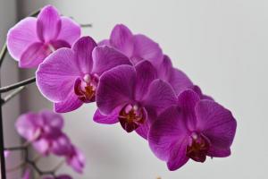 Las hojas amarillas de una orquídea? Hmm. 💫 por qué y qué medidas se deben tomar para la salud de las plantas