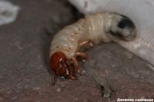 Estamos luchando con las larvas del escarabajo de mayo