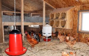 Coop de invierno: cómo crear las condiciones óptimas para las gallinas ponedoras