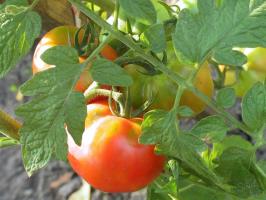 Tomate pasión-2. ¿Qué deben los tomates en agosto