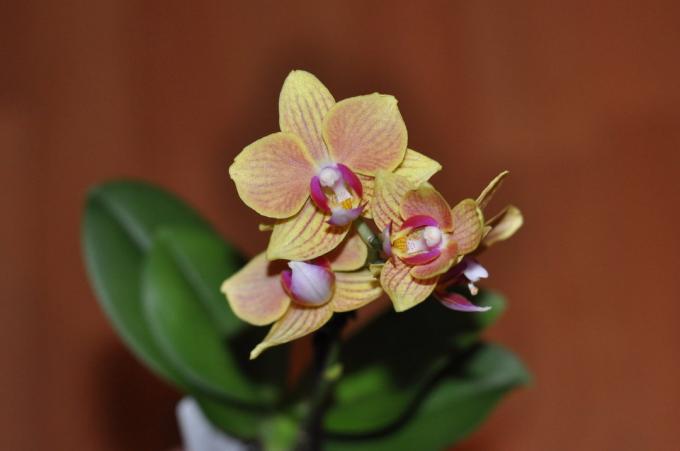 Basta con mirar: salvo esta belleza puede ser perjudicial? Una foto de uno de mis favoritos orhideek