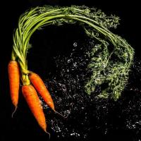 Sembrando las zanahorias con acolchado