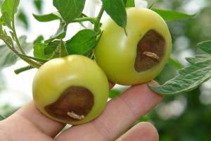 ¿De qué manera, me deshice de la podredumbre apical en los tomates.