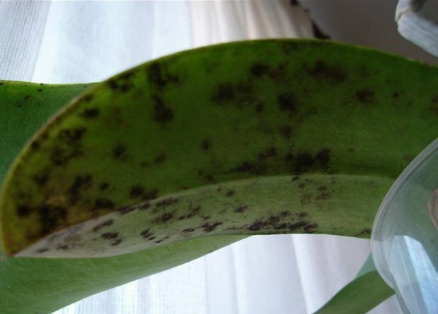 hongo tiznado en orquídea ( https://agronomu.com/)
