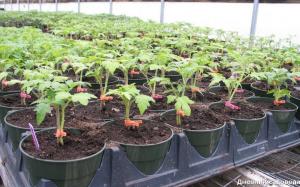 Tratar las plántulas de tomate: el peróxido de hidrógeno