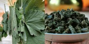 Cómo preparar las hojas de té fermentado de grosellero negro y lo que es bueno ya diferencia de la habitual