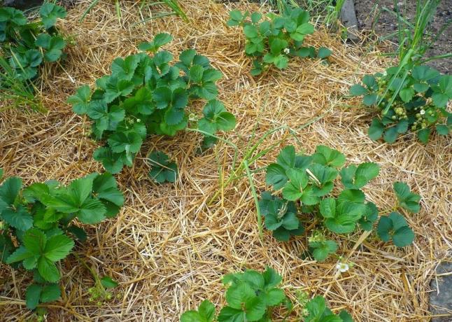 4 errores tontos durante las plantas mulching | Jardinería y horticultura