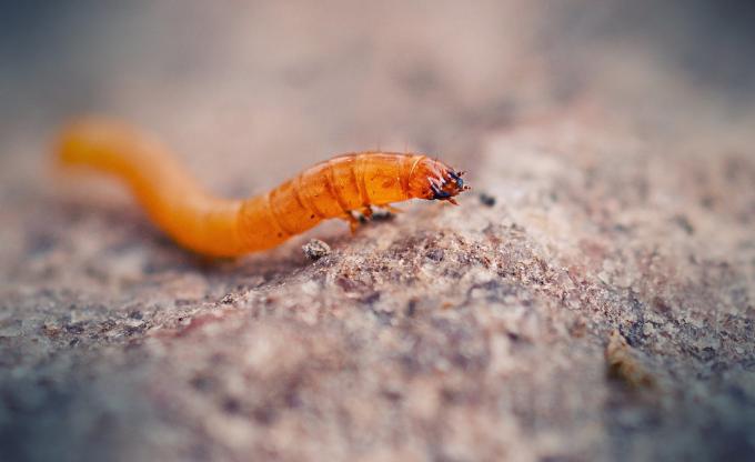 Los gusanos de alambre - no es un solo organismo vivo, y las larvas de escarabajos clic. Ilustraciones para un artículo tomado de internet