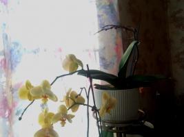 El ácido succínico no ayudará a las orquídeas. El mito principal de Internet