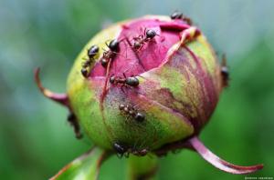 Deshacerse de las hormigas de piones