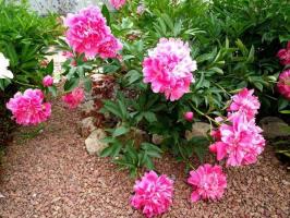 6 base del éxito del cultivo de peonías en el jardín