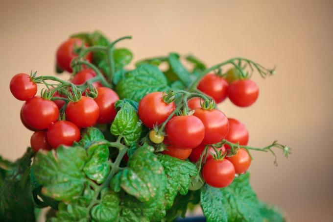 Si se trató de cultivar tomates en casa, compartir tu experiencia en los comentarios sobre el artículo! Ilustraciones se toman para su publicación en Internet