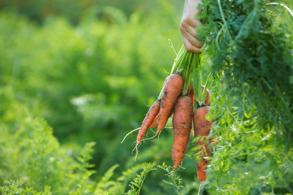 Una excelente cosecha de zanahorias! (Userapi.com)