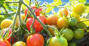 Lagrimeo o dejar los tomates en el monte? se resuelve el dilema