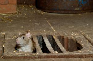 Cómo proteger el granero y bodega de roedores