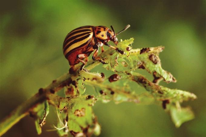 ¿Por qué no puede empujar escarabajos de la patata? | ZikZak