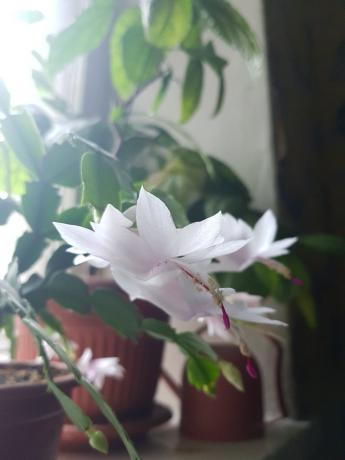 Así que mi blanco-rosa decembrista floreció el año pasado
