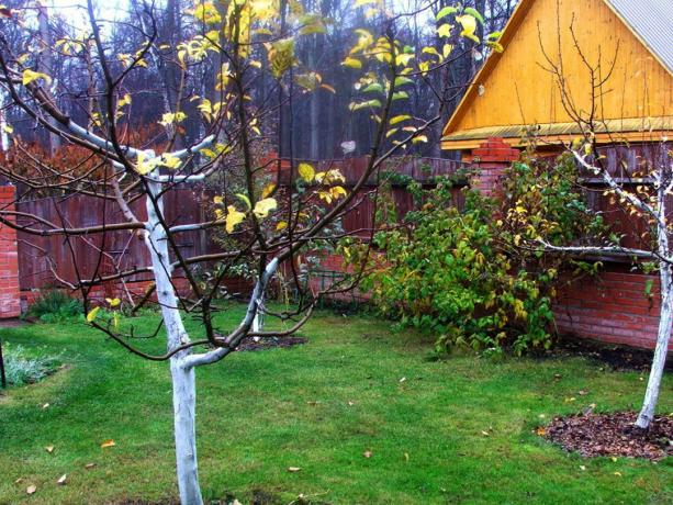 Jardín de otoño en la dacha. Fotos (dachaa.ru)