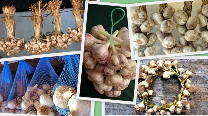 Cebollas y ajo - No es sólo las poblaciones: los cultivos bellamente tejido se vuelve más y accesorio lindo para una cocina o utilidad. Ilustraciones para un artículo tomado de Internet