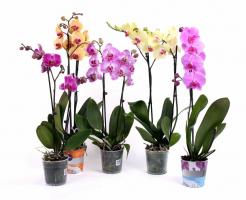 3 maneras correctas de arruinar su Phalaenopsis
