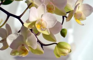 Si las hojas tienen la orquídea amarilla qué hacer?
