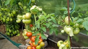 Los errores que conducen a una pequeña cosecha de tomates