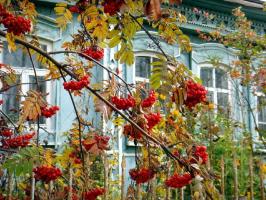 Oh, Madre Rusia: 6 plantas para el jardín con los colores nacionales