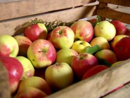 Cómo mantener las manzanas hasta la primavera