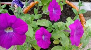 Petunias de fertilización durante la floración. Sutilezas y características