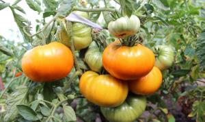 5 variedades de tomates para "perezosa" (Parte 2)