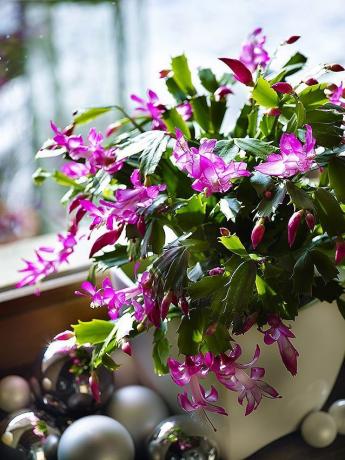 Uno de los nombres populares dadas a las plantas de interior para el tiempo de floración - "cactus de Navidad", o simplemente "Rozhdestvennik"