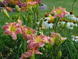 ¿Por qué no florecen azucenas en los jardines