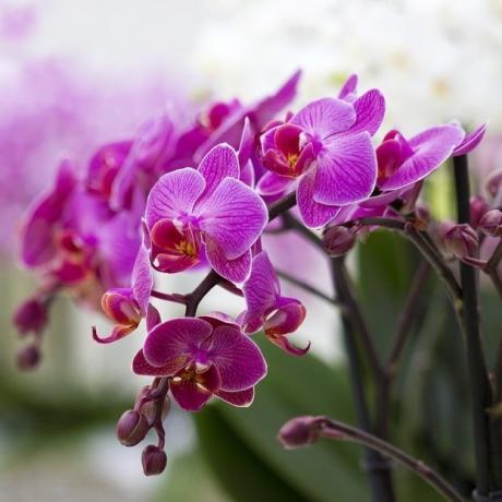 phalaenopsis florece