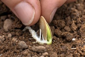 Cuál es el lado correcto para plantar las semillas de calabaza, calabazas agudo, obtuso, o en el borde.