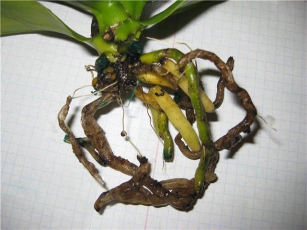 raíces podridas Phalaenopsis