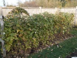 Cómo preparar las frambuesas en el jardín para el invierno? ✔ El recorte, el cuidado y refugio