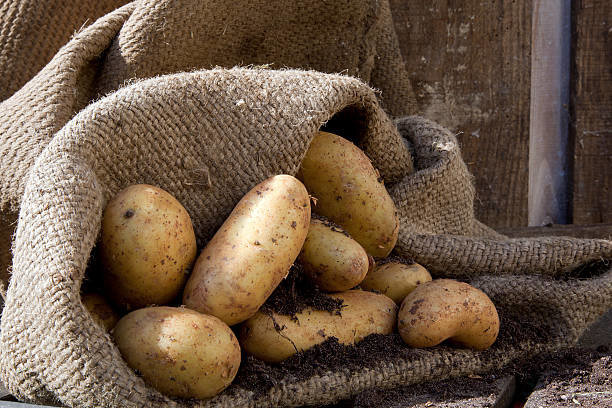 Despido perfectamente ayuda a las patatas almacenadas sin pérdidas