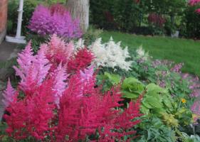 Astilbe: las sutilezas de cultivo y plantación