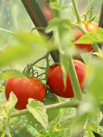 tomates dulces - agrotecnia resultado correcto