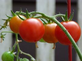 ¿Por qué los cultivadores con experiencia alimentaron los tomates de yodo?
